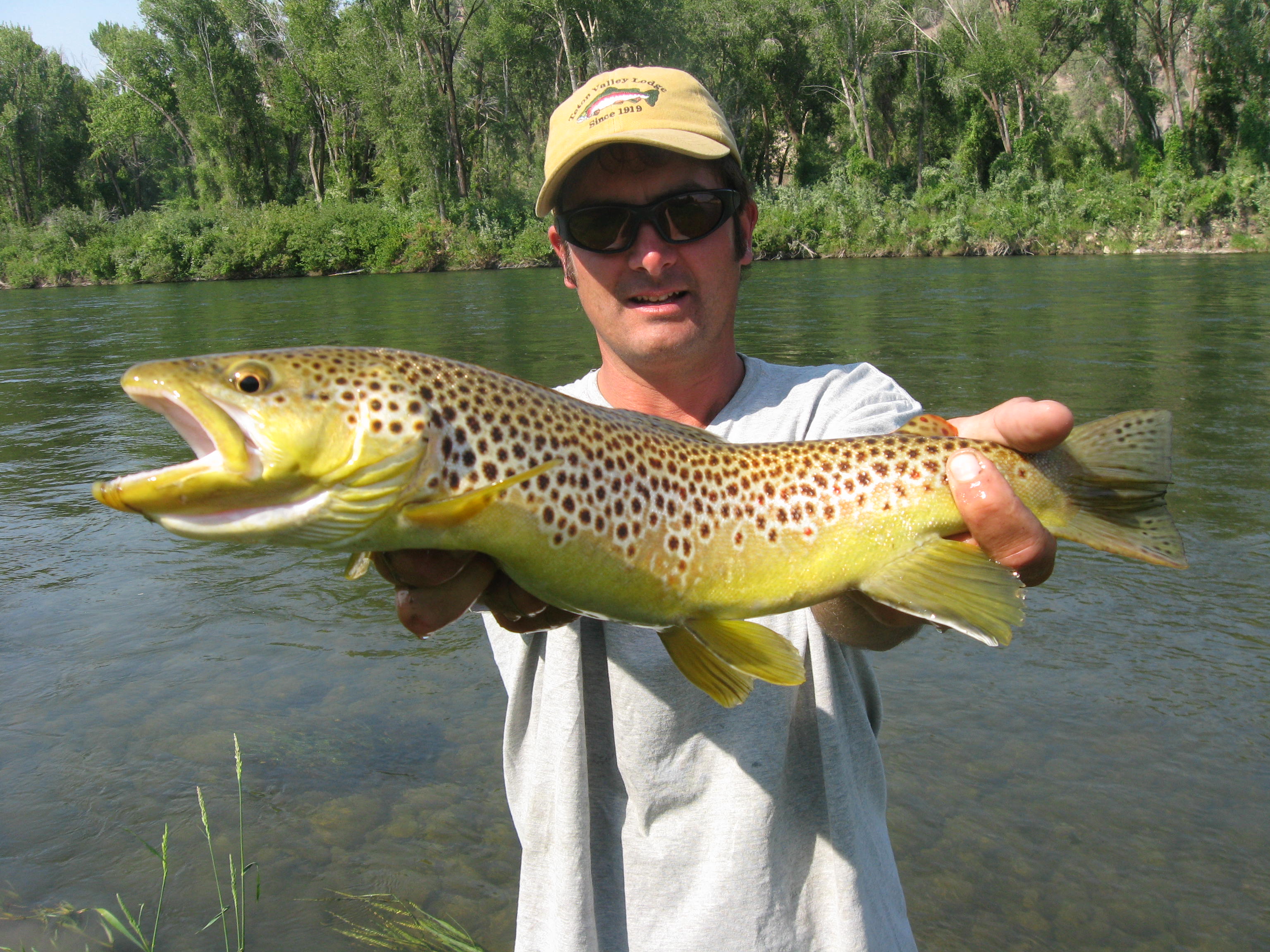 Brown Trout Fishing in Michigan Fly Fishing Tips and