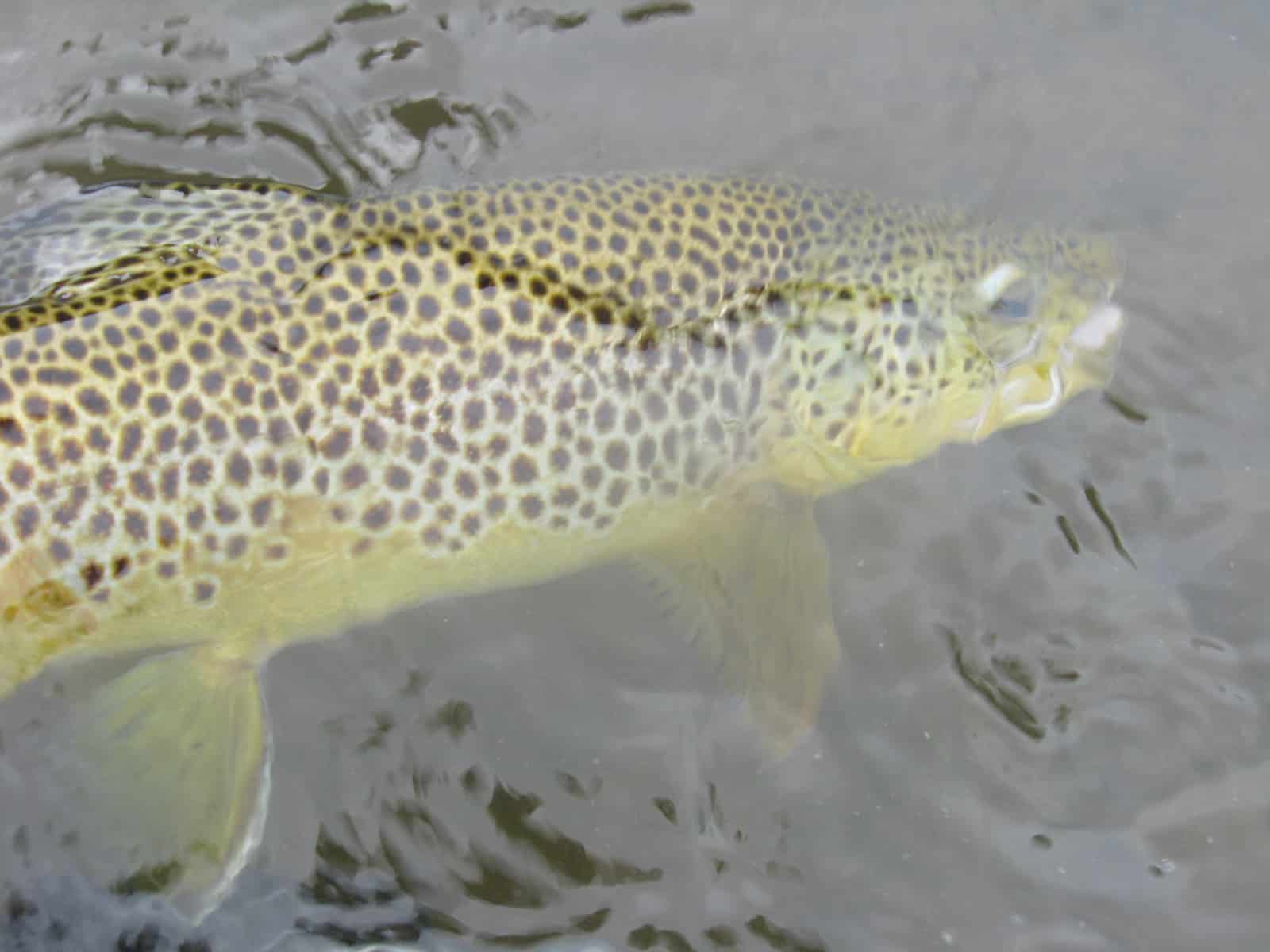 Brown Trout Facts Fly Fishing Tips and Tactics