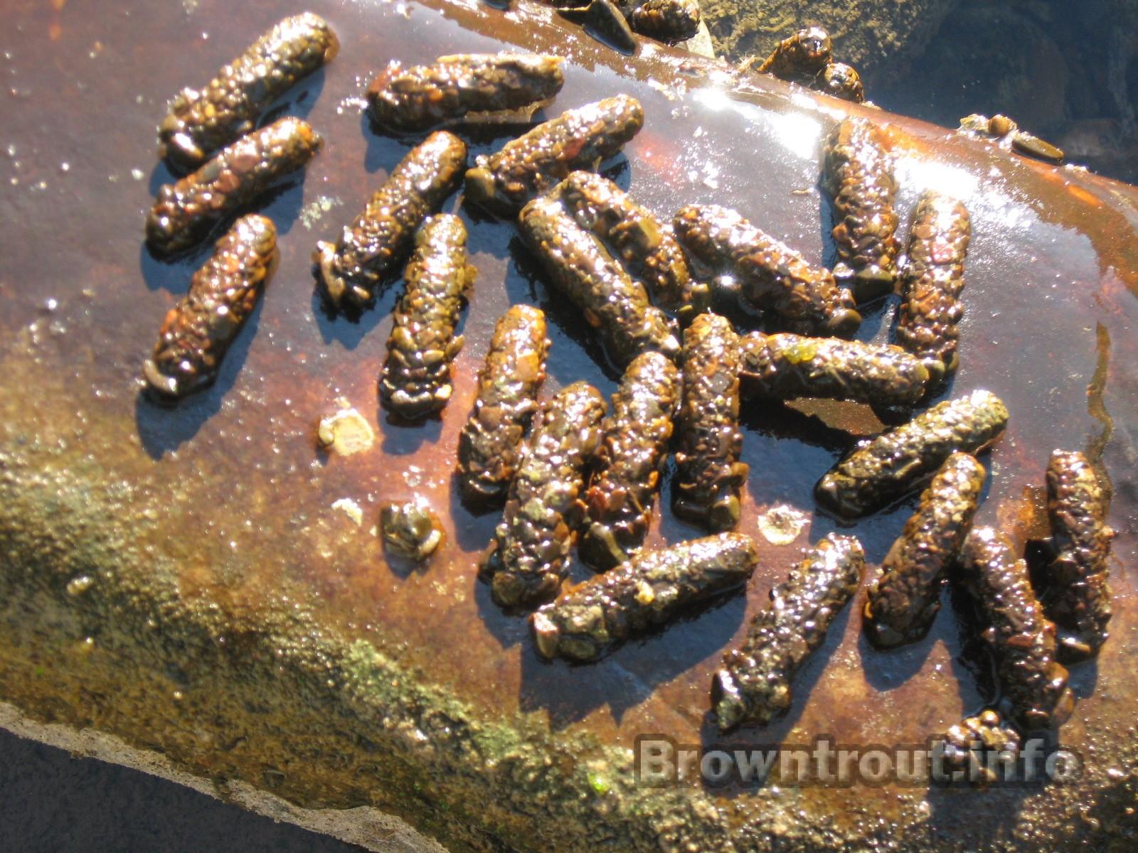 Caddis Fly, Adult, Larva and Pupa Life Cycle, Flies for Trout Fisherman