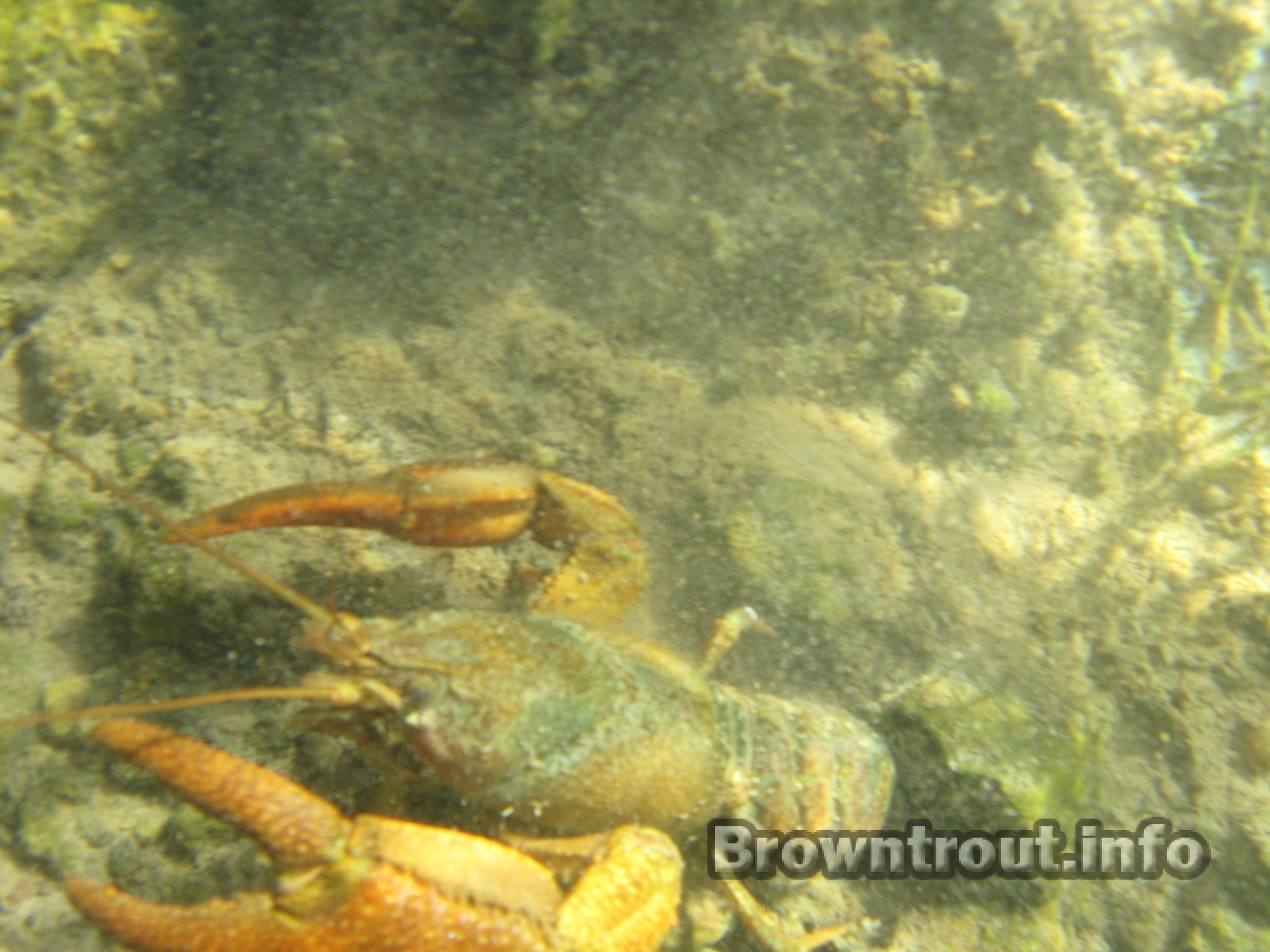 Crawdads and Crayfish as a Brown Trout Food. All Trout Eat Crustaceans