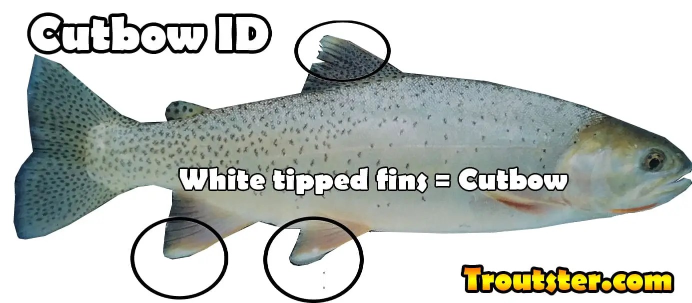 How To Identify A Cutbow Trout Rainbow vs Cutthroat vs Cutbow
