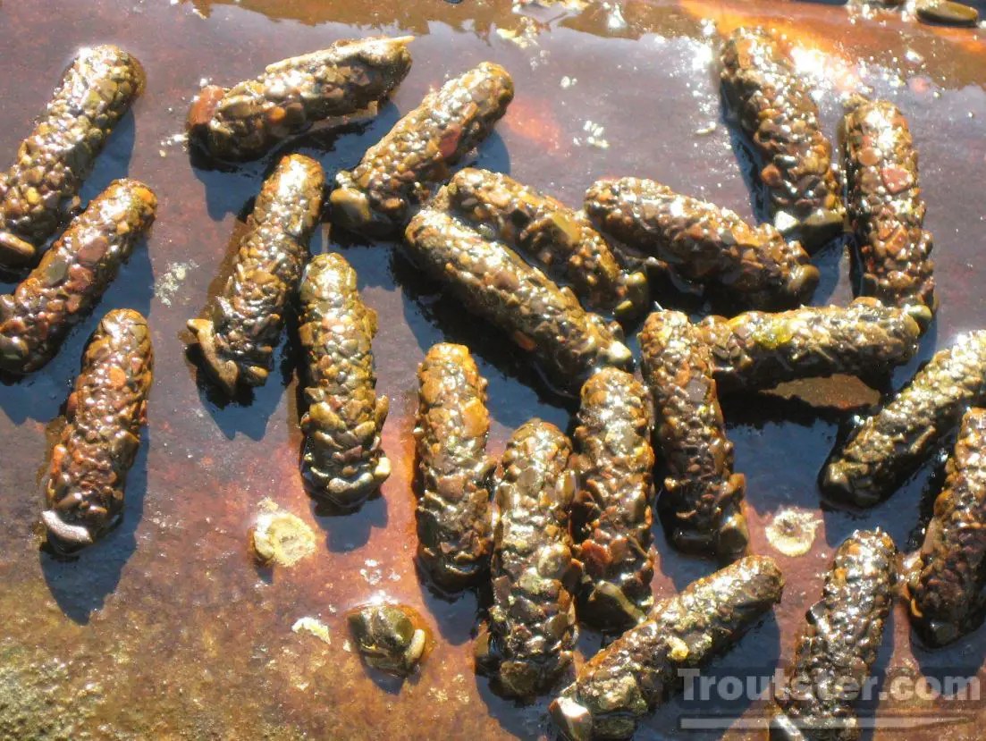 October Caddis Flies, Hatch Info and Fly Patterns