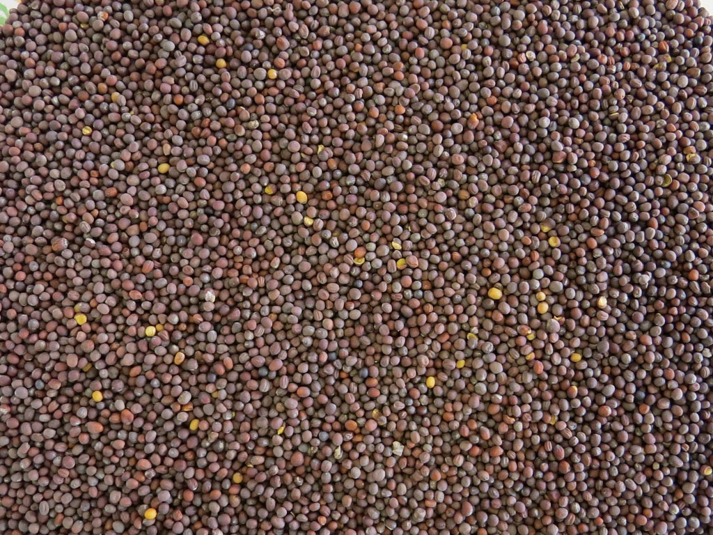 MUSTARD SEED, BROWN WHOLE Troyer's Spices