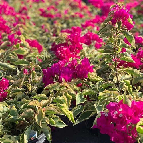 Retail Plant Nursery Sarasota, FL Troy’s Tropics