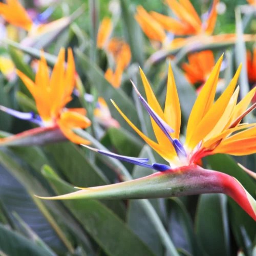 Orange Bird of Paradise Your Guide to Florida Lawn Care Troys Tropics