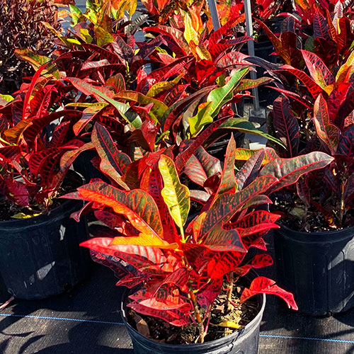 Plant Nursery Sarasota FL Troy’s Tropics INC