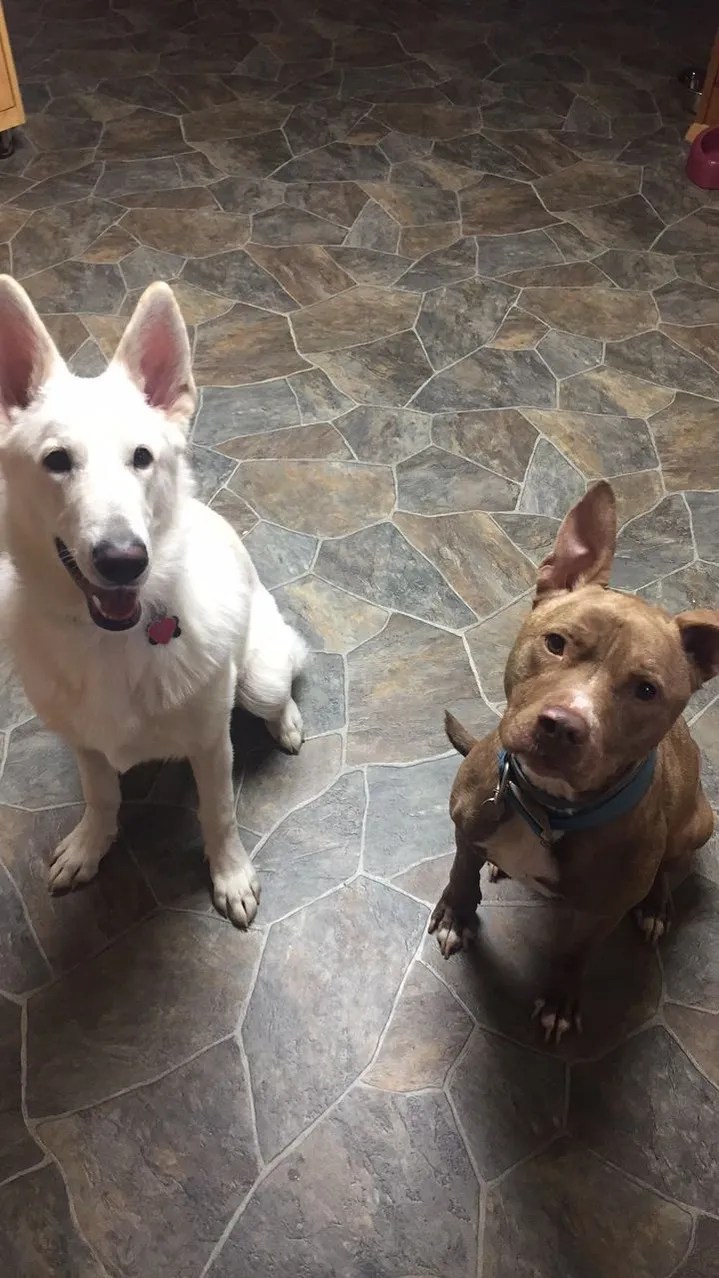 Gallery Troy Veterinary Clinic