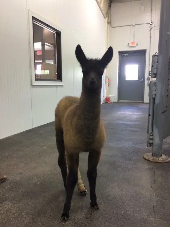 Gallery Troy Veterinary Clinic