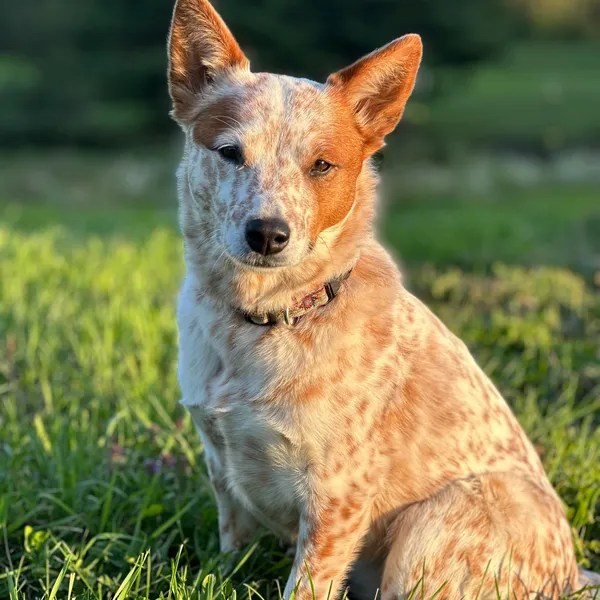 Gallery Troy Veterinary Clinic