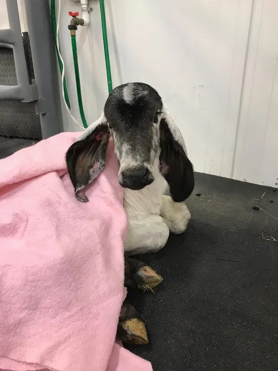 Gallery Troy Veterinary Clinic