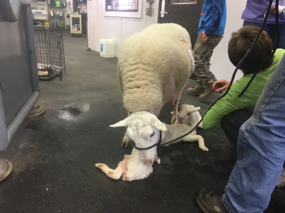 Gallery Troy Veterinary Clinic