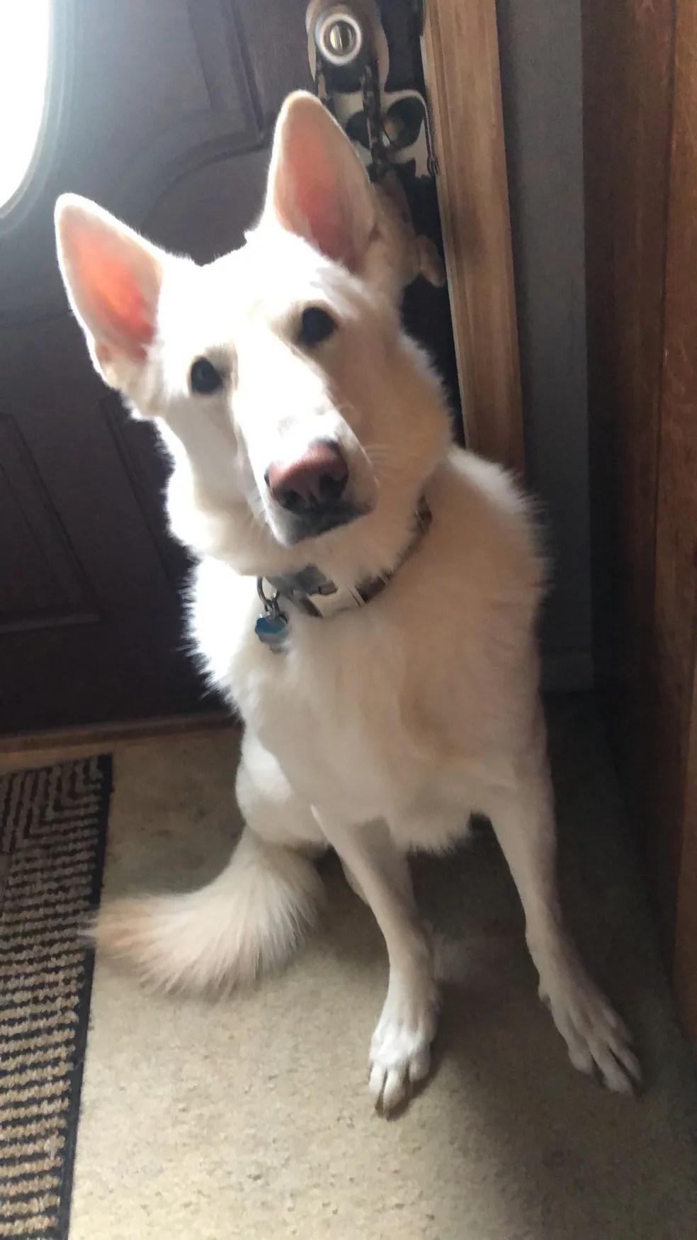 Gallery Troy Veterinary Clinic