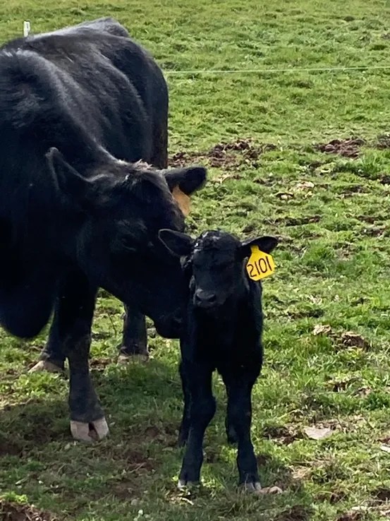 Gallery Troy Veterinary Clinic