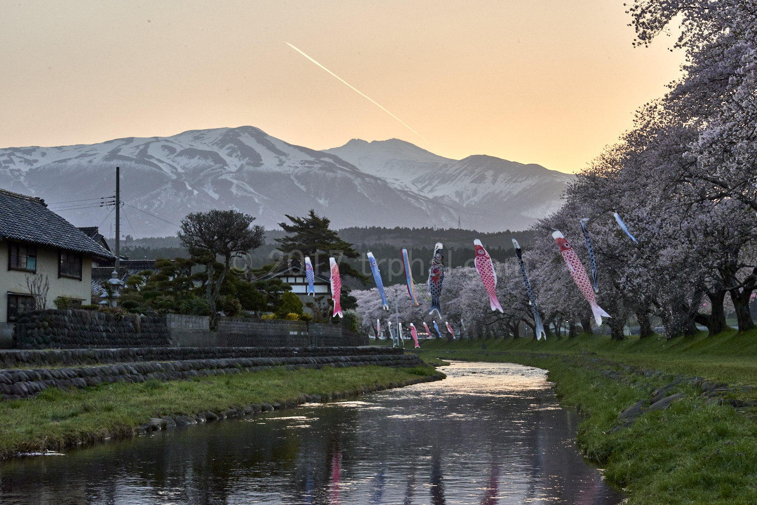 山形県遊佐町 洗沢川の桜並木 (中山河川公園) 2014 2015