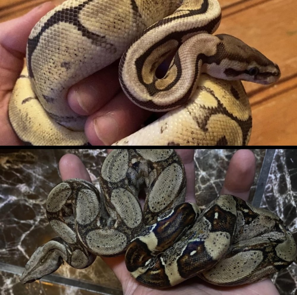 Choosing Between Ball Pythons and Red Tail Boas A Beginner's Guide