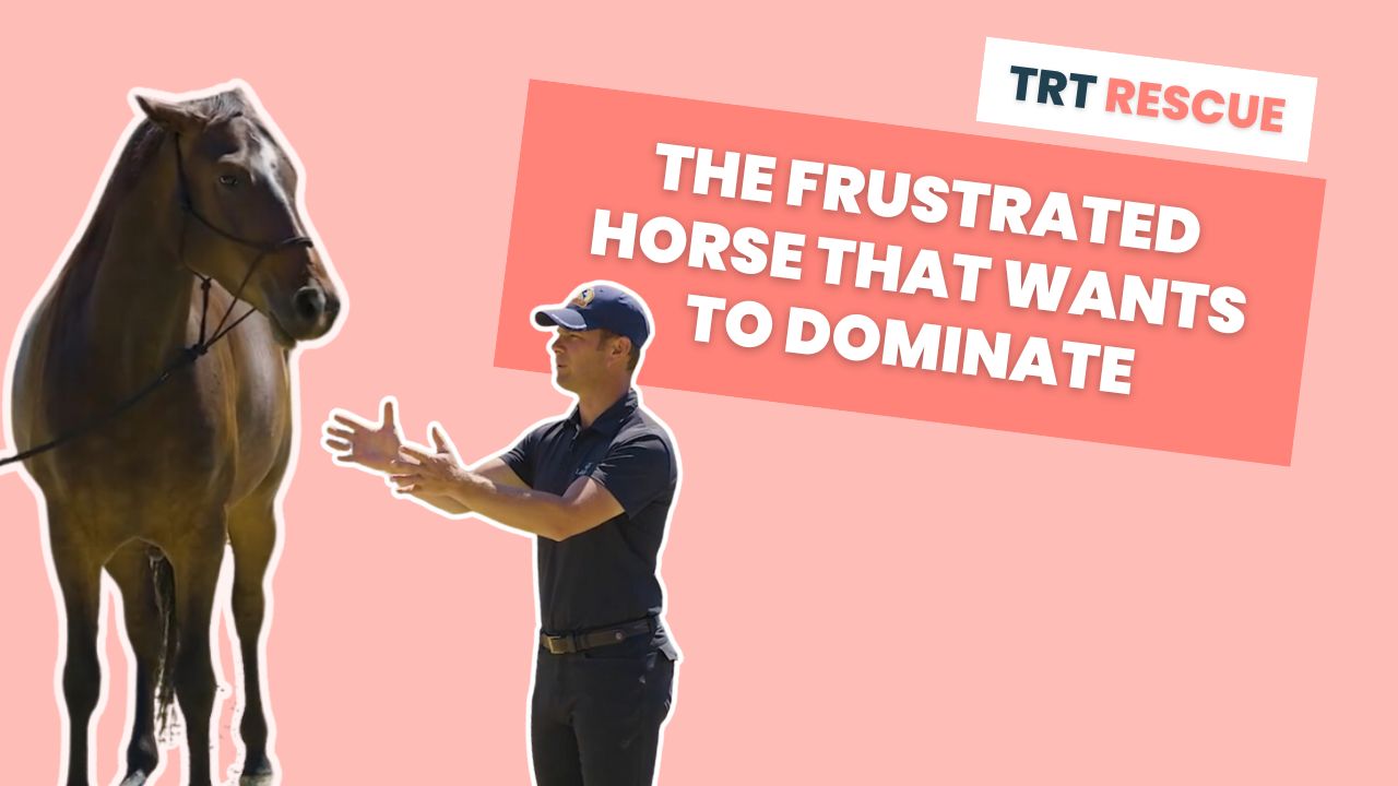 TRT Rescue The Frustrated Horse That Wants To Dominate TRTmethod