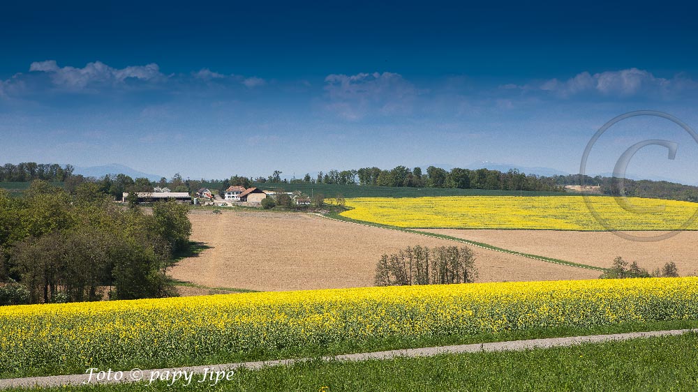 LA ROUTE DE LA CARPE FRITE DANS LE SUD DE L’ ALSACE trucapapy