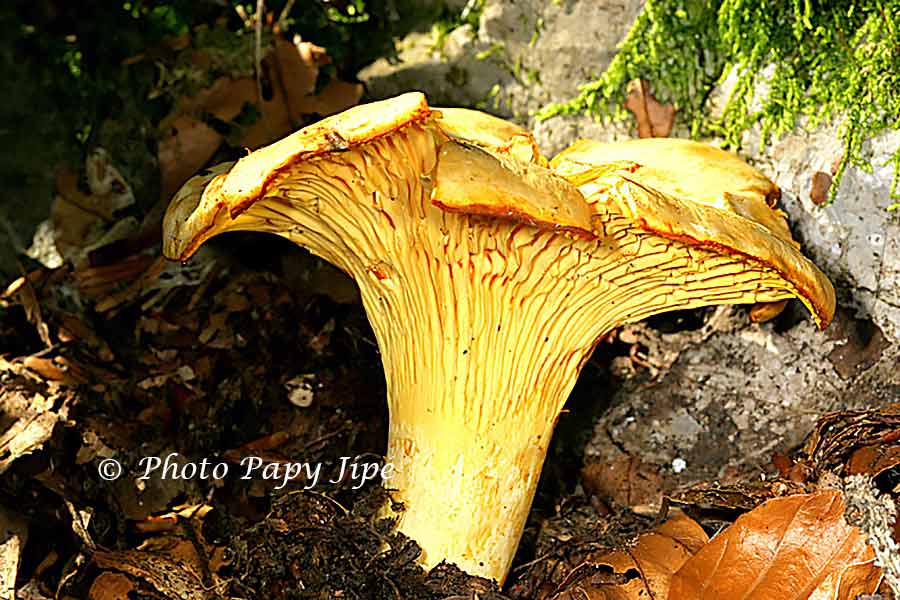 SAUCE AUX CHANTERELLES GRISES trucapapy