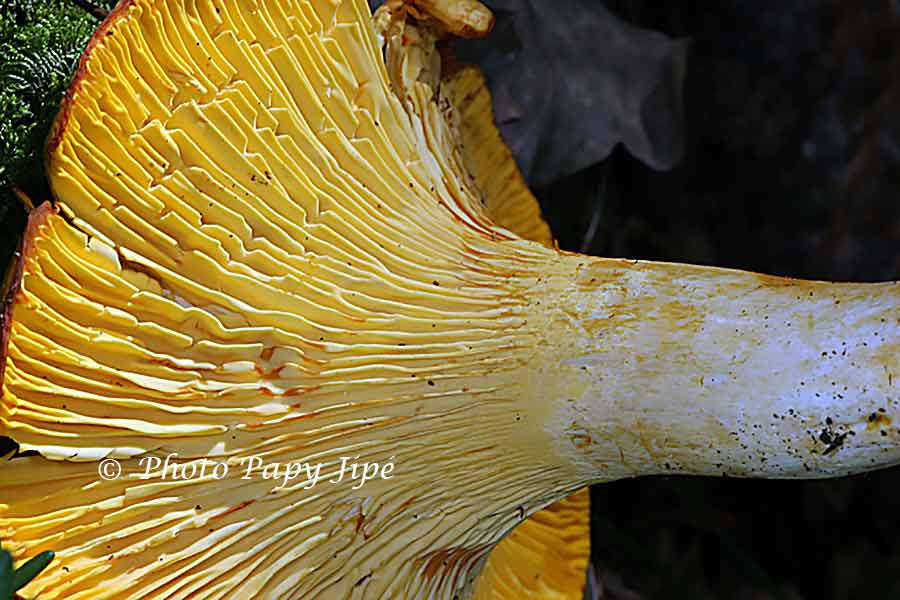 SAUCE AUX CHANTERELLES GRISES trucapapy