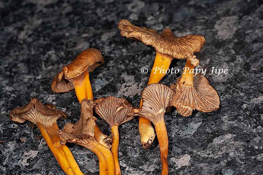 SAUCE AUX CHANTERELLES GRISES trucapapy