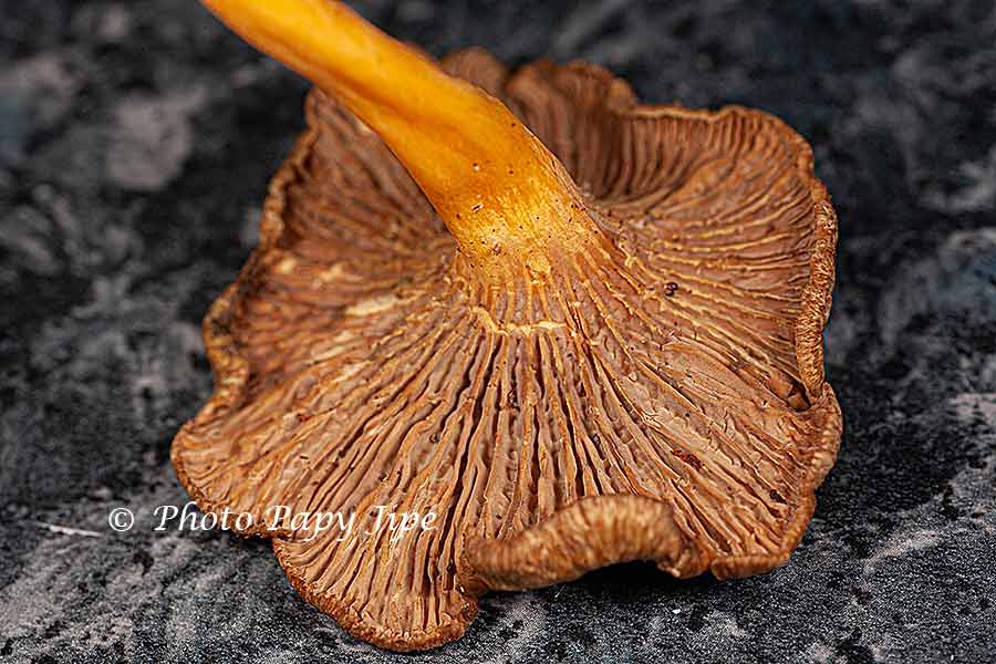 SAUCE AUX CHANTERELLES GRISES trucapapy