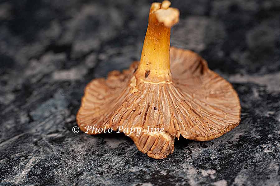 SAUCE AUX CHANTERELLES GRISES trucapapy