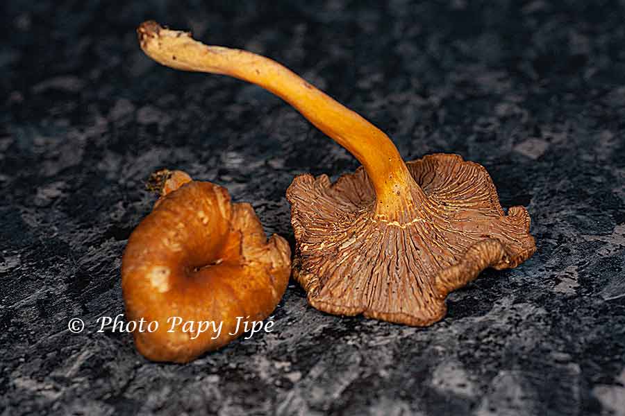 SAUCE AUX CHANTERELLES GRISES trucapapy