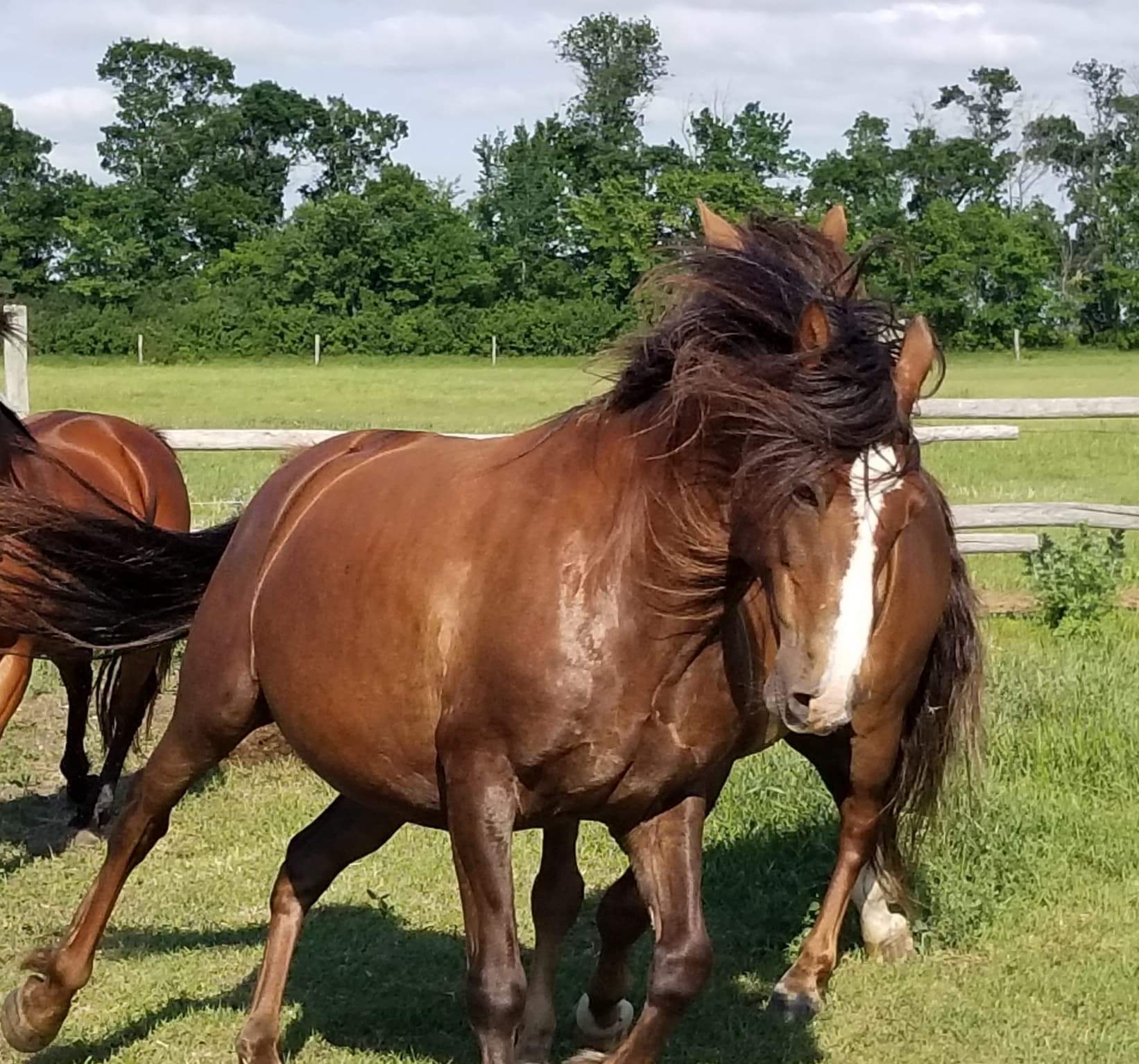 Horse Tails Trudy Andrew