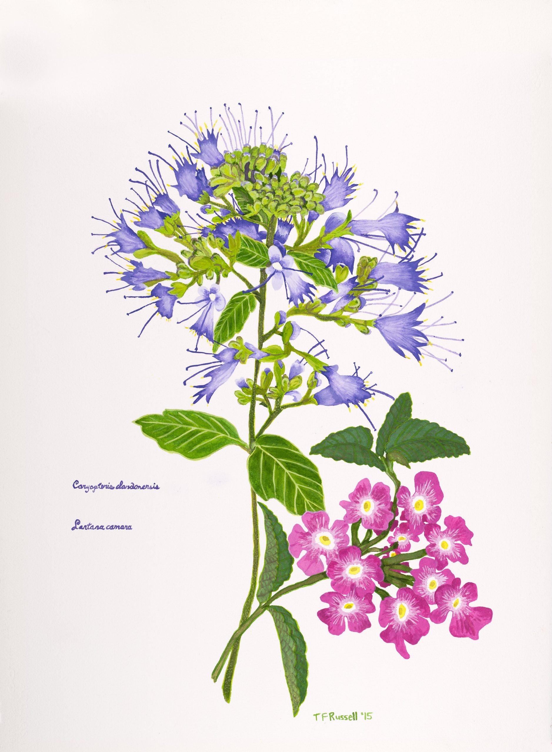 Lantana with Coryopteris Trudy Russell Design