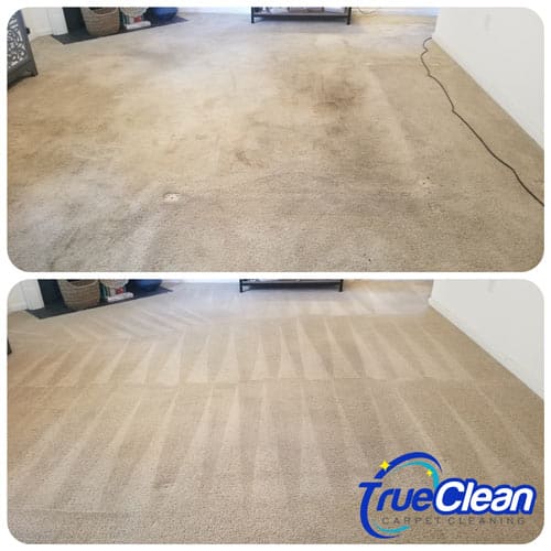 Carpet Cleaning Charlotte NC True Clean Carpet Cleaning