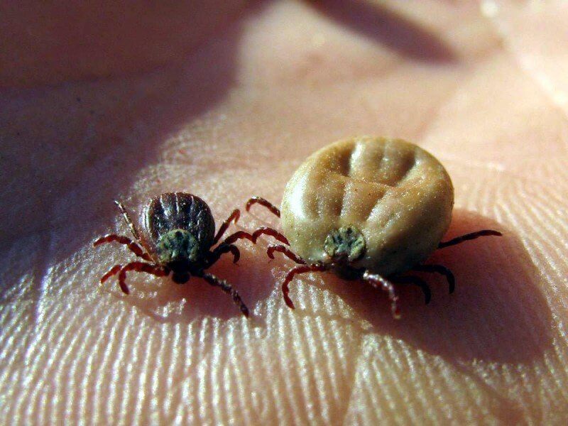Dried Dead Tick On Dog 5 Important Things You Must Do