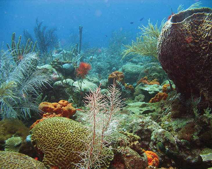 Environment Archives True Activist