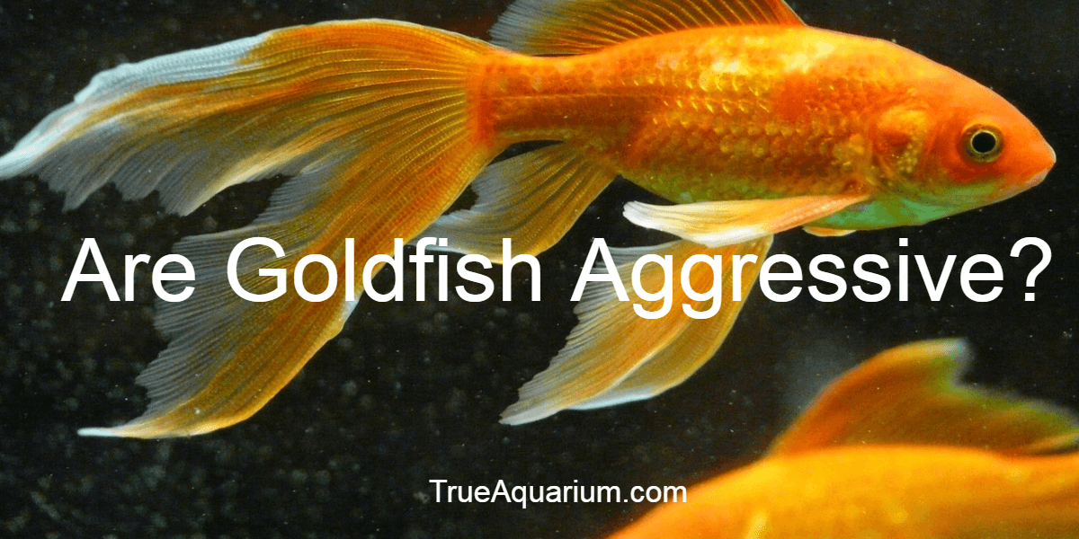 Are Goldfish Aggressive? True Aquarium