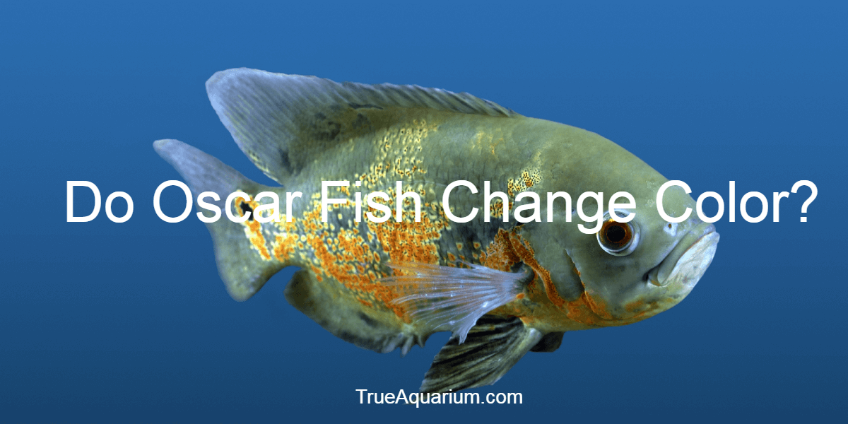 Do Oscar Fish Change Color? True Aquarium
