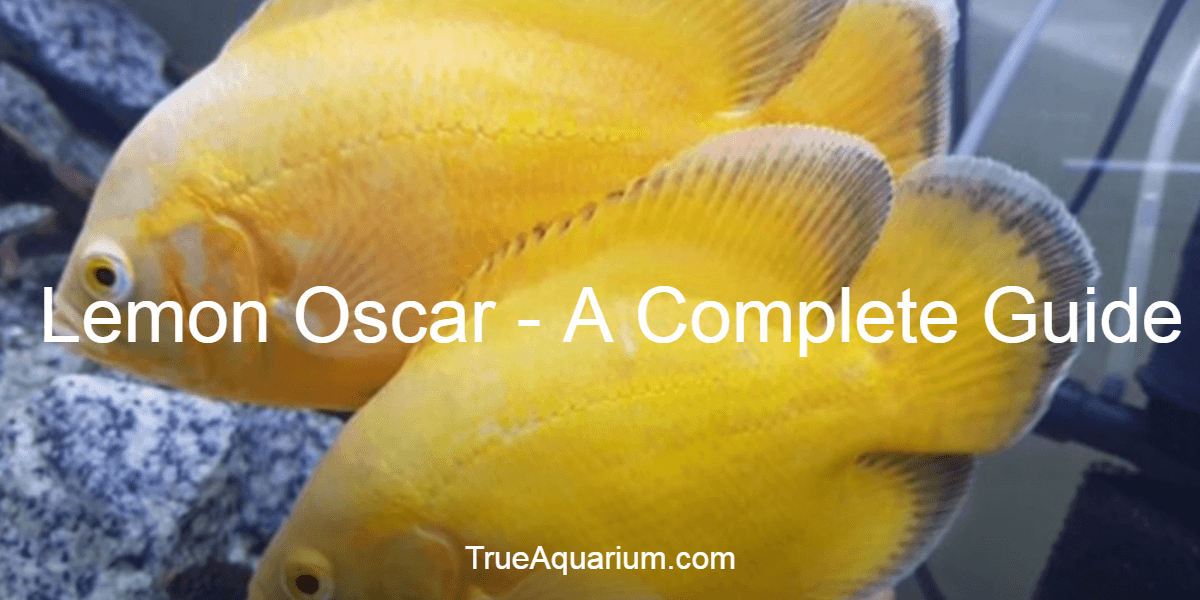 Lemon Oscar A Complete Guide True Aquarium
