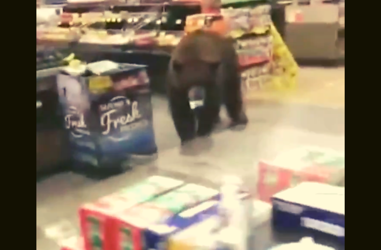VIDEO Watch a Bear Go Grocery Shopping True Country 93.5