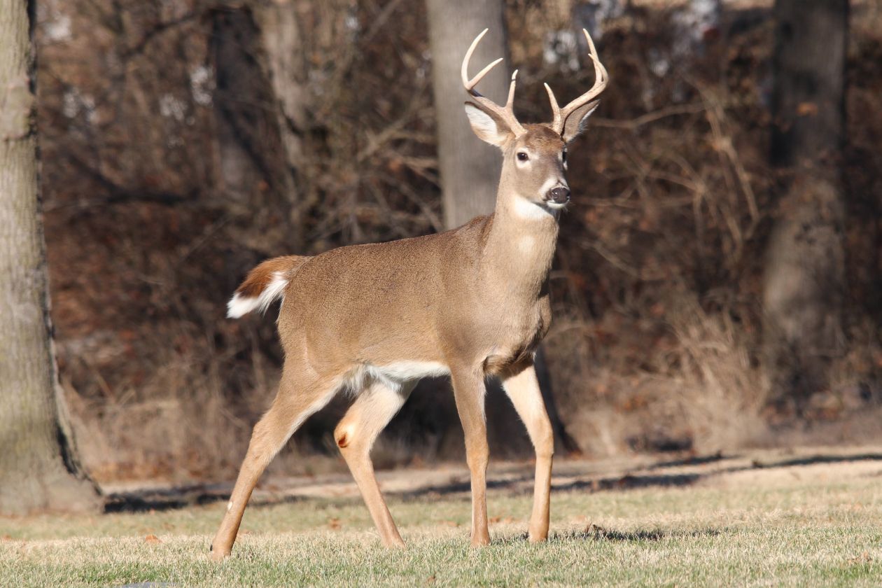 Youth Hunting Day in Maine Expands to Two Days True Country 93.5