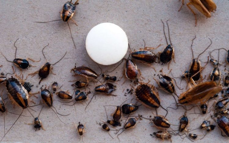 How long does it take to get rid of roach infestation?