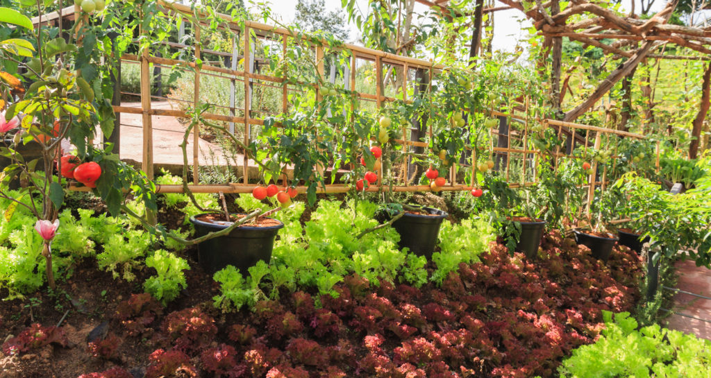 What vegetables should not be planted together?