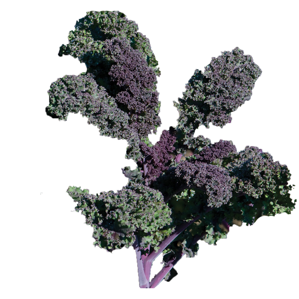 Organic Redbor Kale Seedlings Tower Garden Redbor Kale Aeroponic