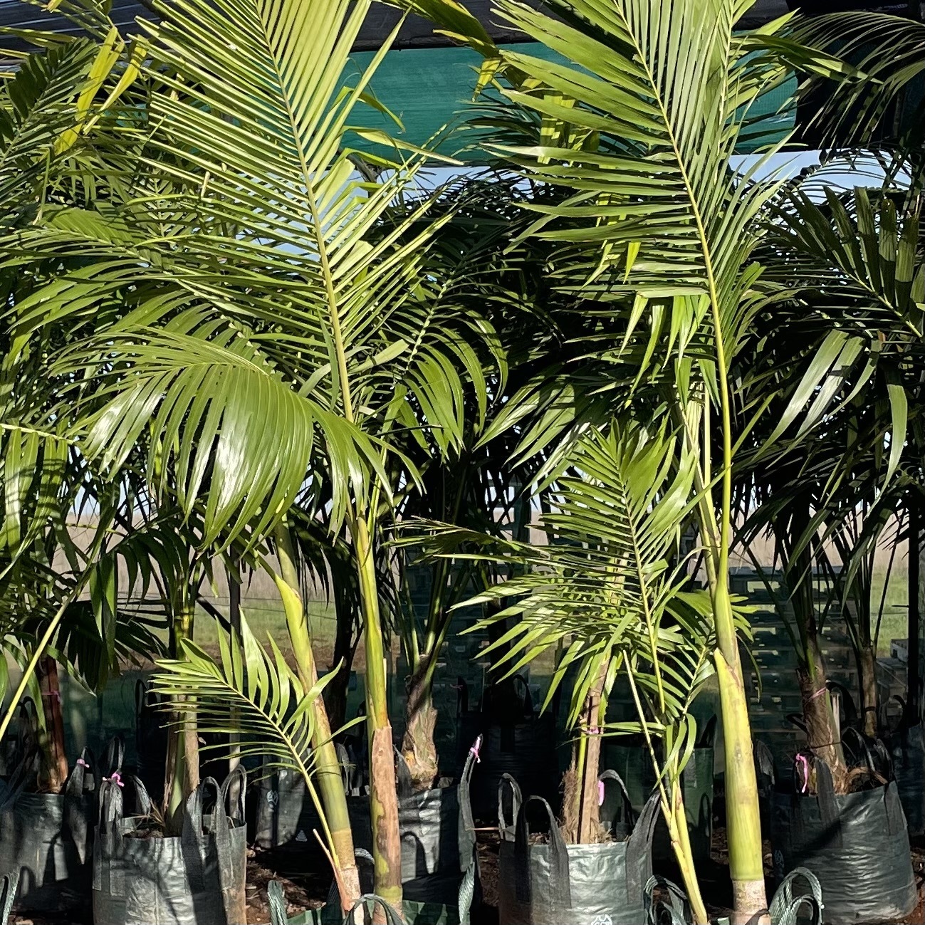 Archontophoenix cunninghamiana (Bangalow Palm) True Green Nursery
