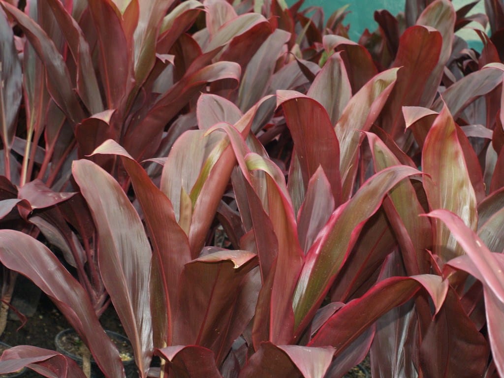Cordyline Rubra True Green Nursery