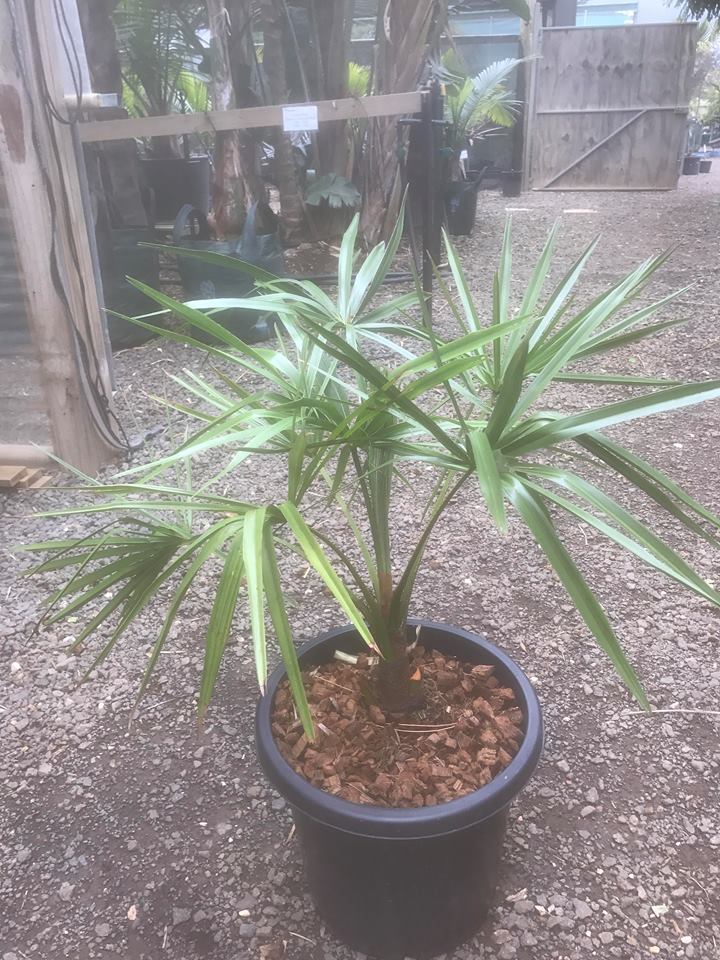 Weeping Cabbage Tree (Livistona decora) True Green Nursery
