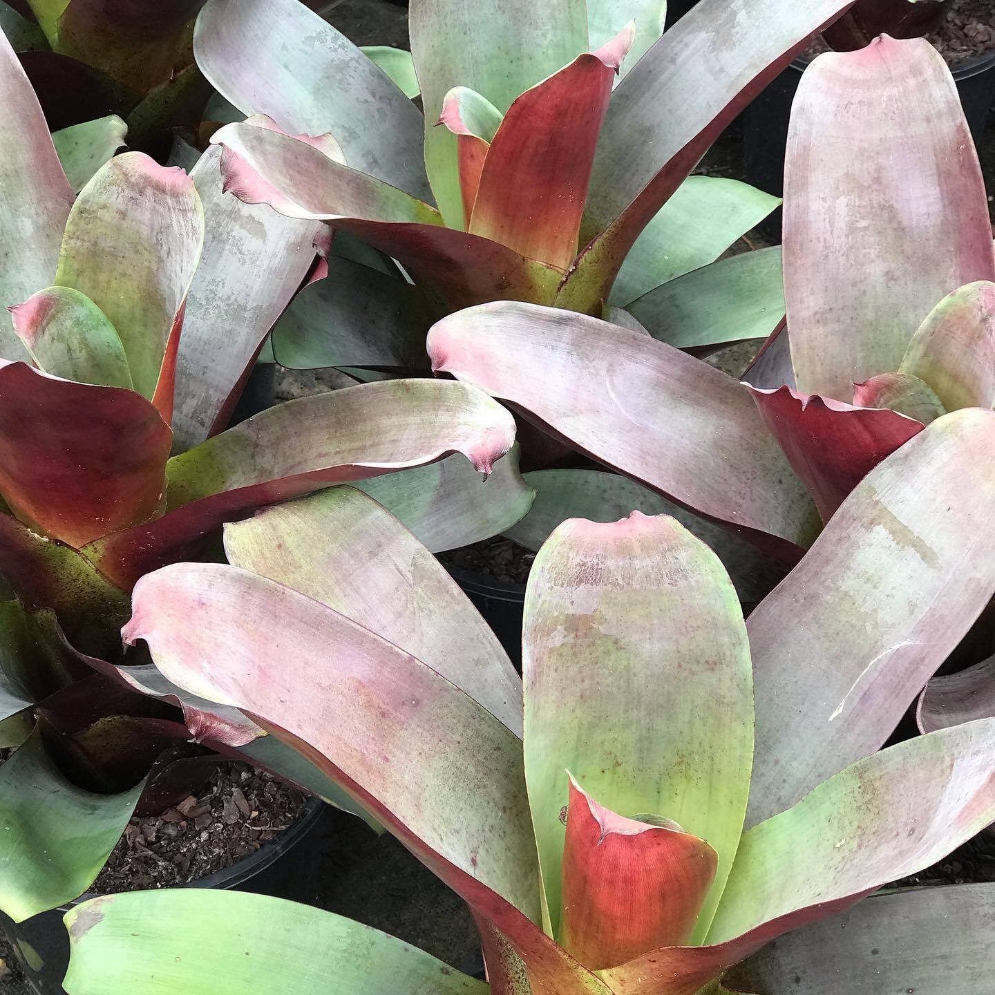 Alcantarea 'Silver Plum' True Green Nursery