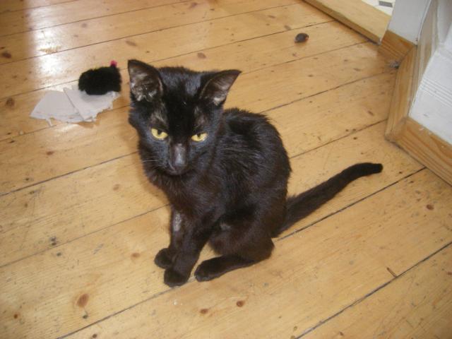 Kater an FIP erkrankt seitdem unkontrolliertes Koten Katzen Forum