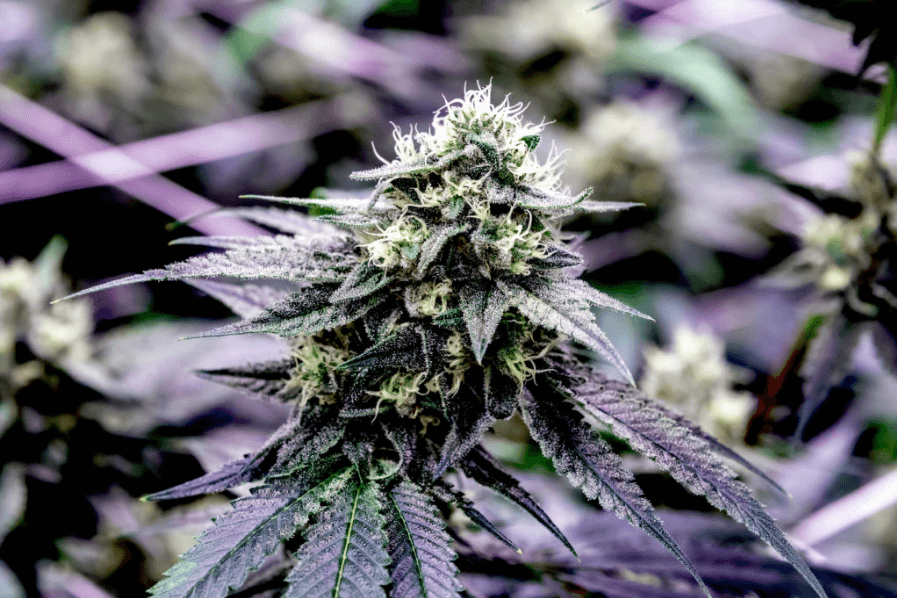 Discover the OutofThisWorld Benefits of Space Jam Strain