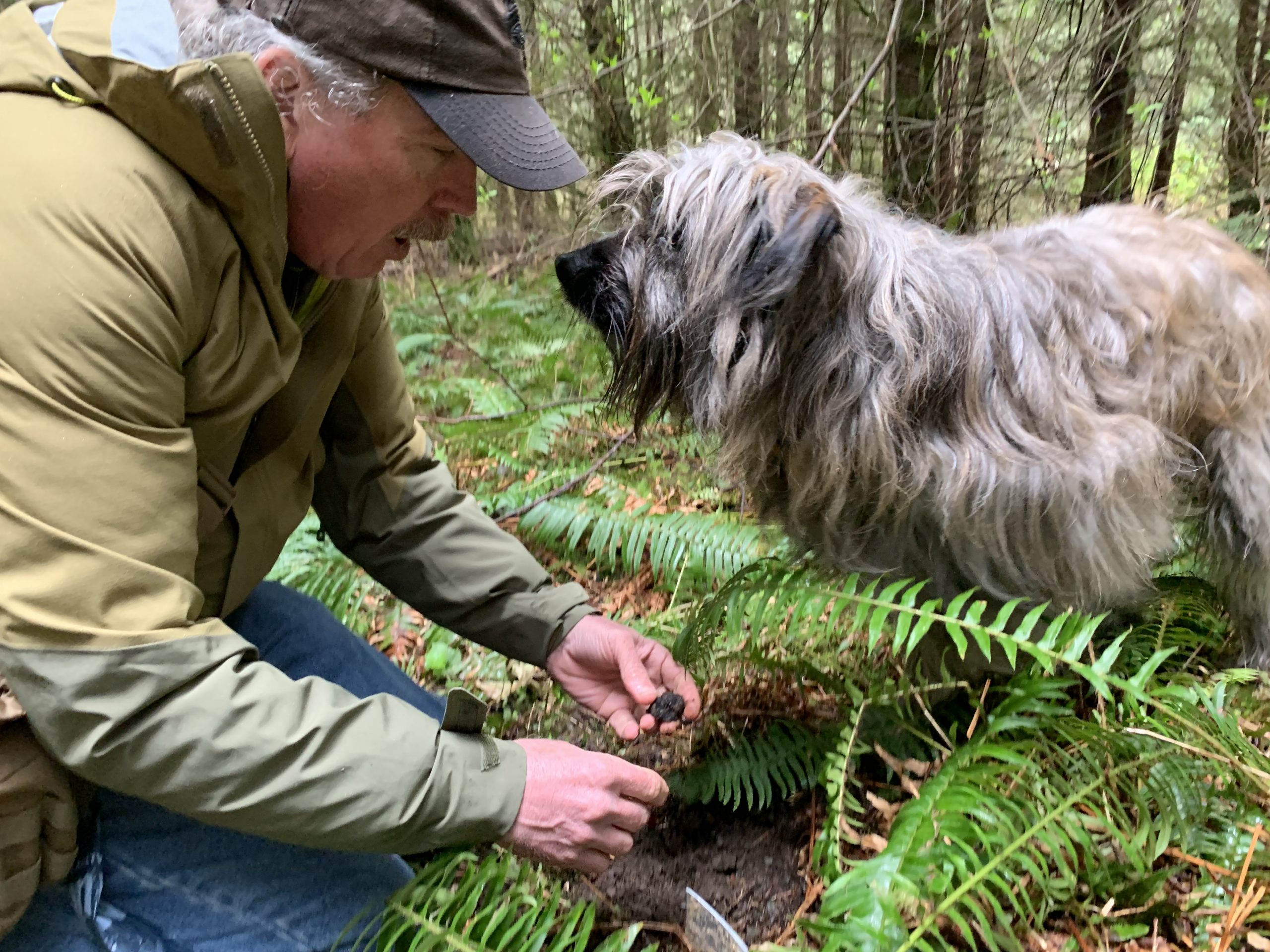 March ZOOM INTERMEDIATE Wed 7pm Truffle Dog Company