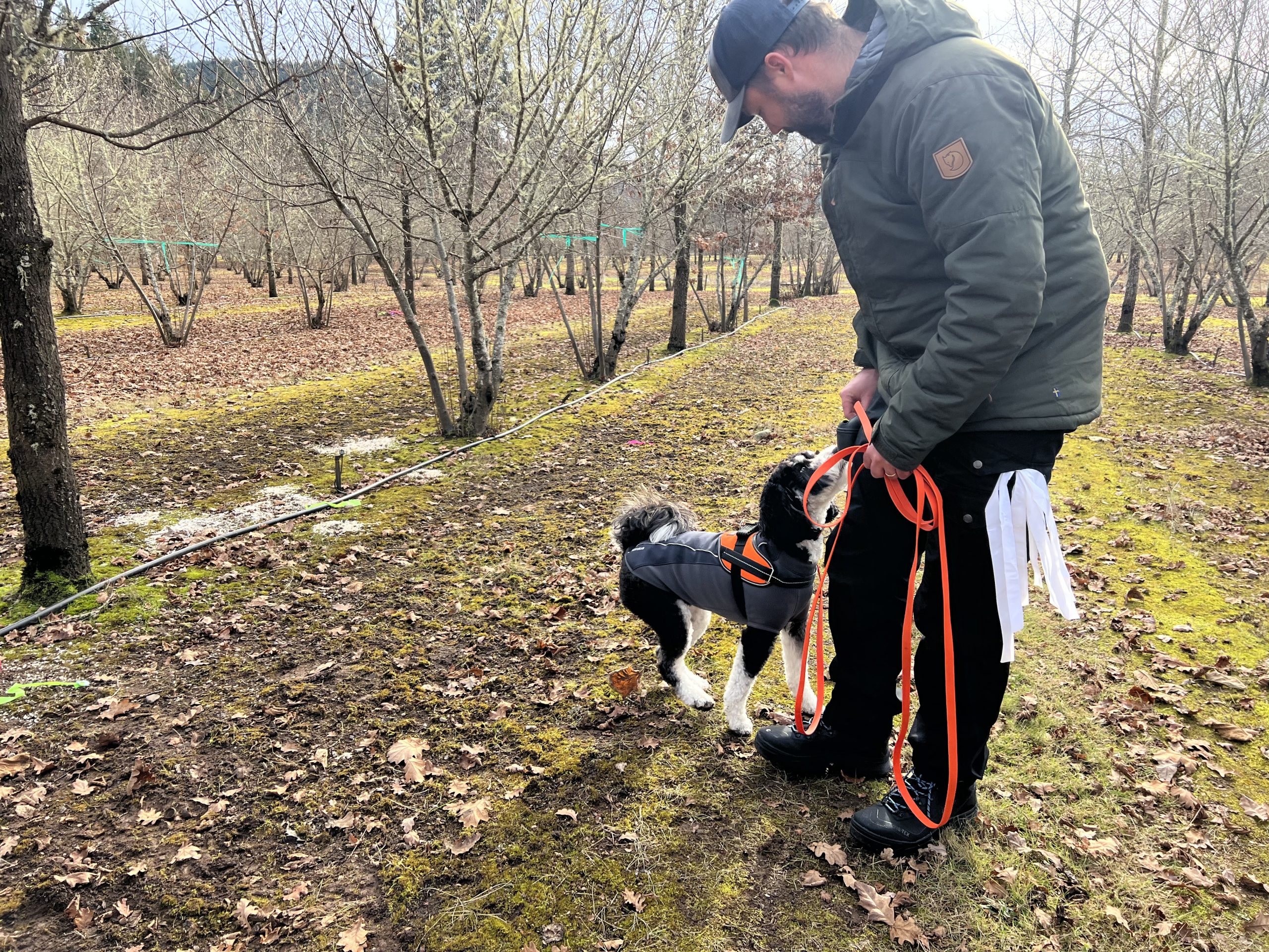 Truffle Dog Hunting Experience at Cartwright Truffiere, Sunday