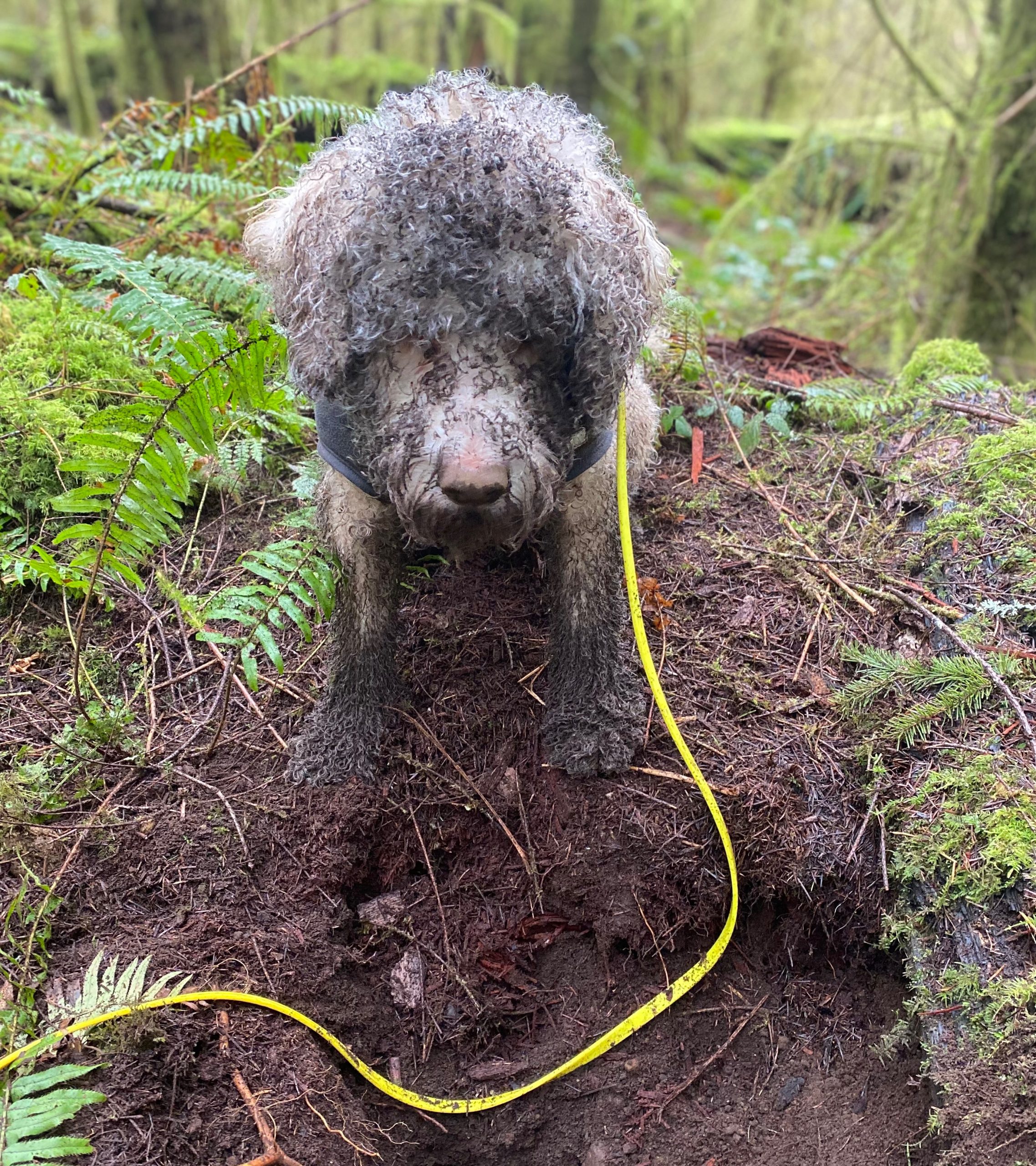 ADVANCED Field Class SATURDAYS March Truffle Dog Company