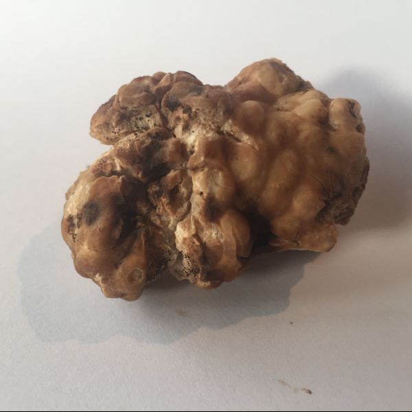 Fresh Truffles — Truffle Melbourne